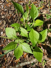 Verbesina virginica