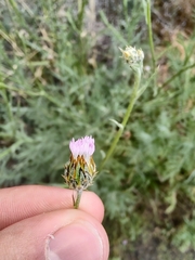 Volutaria canariensis