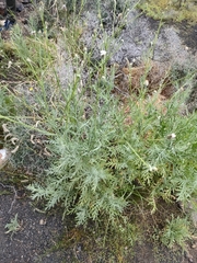 Volutaria canariensis