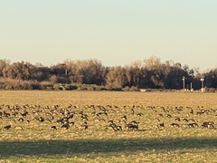 Branta hutchinsii