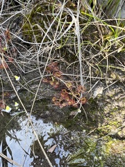 Drosera rotundifolia