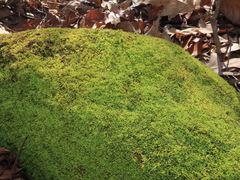 Claopodium rostratum