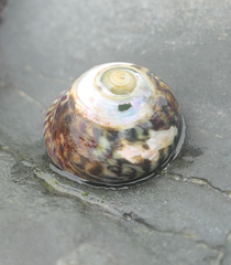 Steromphala umbilicalis