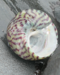 Steromphala umbilicalis