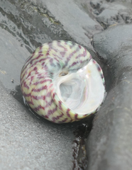 Steromphala umbilicalis