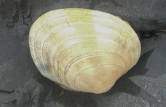 Ruditapes philippinarum