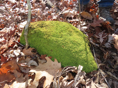 Claopodium rostratum