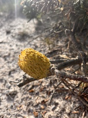 Banksia