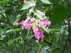 Antigonon leptopus