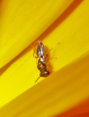 Pteromalus