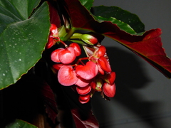 Begonia coccinea