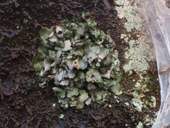 Dermatocarpon luridum