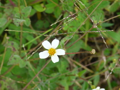 Bidens pilosa