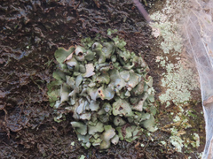 Dermatocarpon luridum