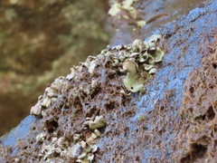 Dermatocarpon luridum