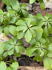 Pachysandra terminalis