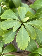 Pachysandra terminalis