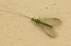 Plesiochrysa atalotis