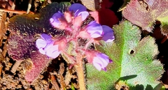 Veronica regina-nivalis