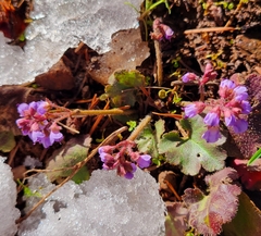 Veronica regina-nivalis