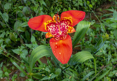 Tigridia pavonia