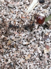 Cyphomyrmex rimosus