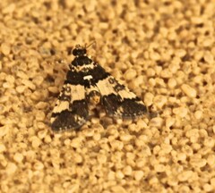 Nacoleia mesochlora