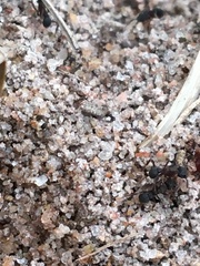 Cyphomyrmex rimosus