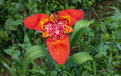 Tigridia pavonia