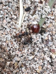Cyphomyrmex rimosus