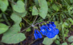 Salvia scutellarioides