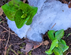 Trillium albidum