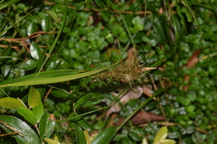 Carex erinacea