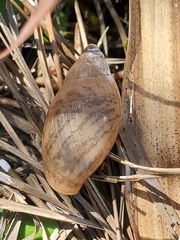 Bulimulus bonariensis