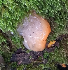 Myxarium nucleatum