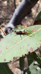 Compsocryptus melanostigma