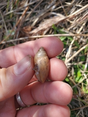 Bulimulus bonariensis