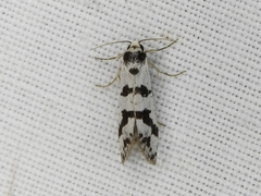 Lepidoscia characota