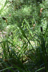 Carex multifaria