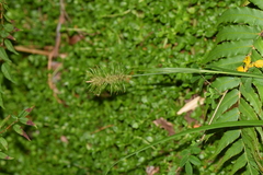 Carex erinacea
