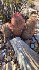 Echinocereus