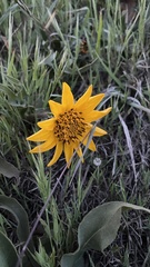 Wyethia angustifolia