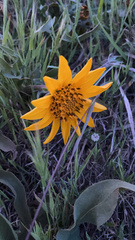 Wyethia angustifolia
