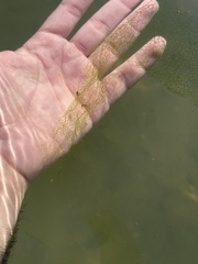 Hydrodictyon reticulatum