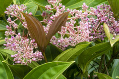 Medinilla speciosa