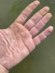 Hydrodictyon reticulatum