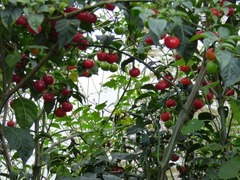 Solanum lycopersicum cerasiforme