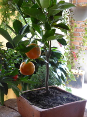 Citrus × microcarpa