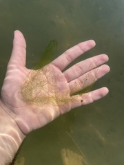 Hydrodictyon reticulatum