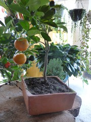 Citrus × microcarpa